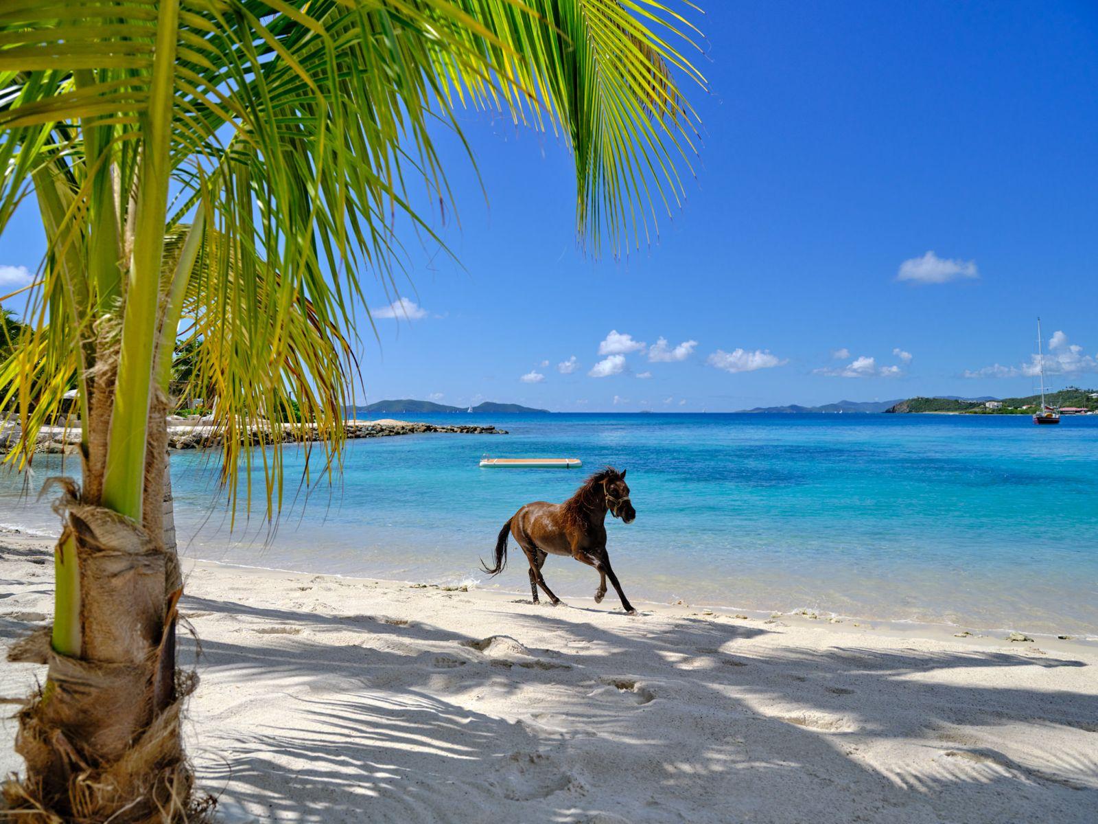 A horse running along an untouched white sand shore
